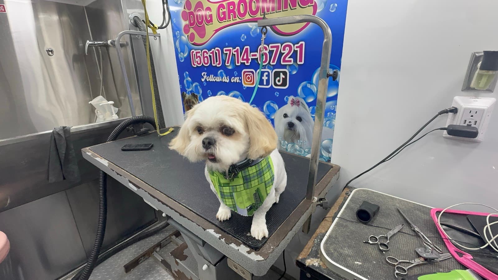 Happy dog after grooming session