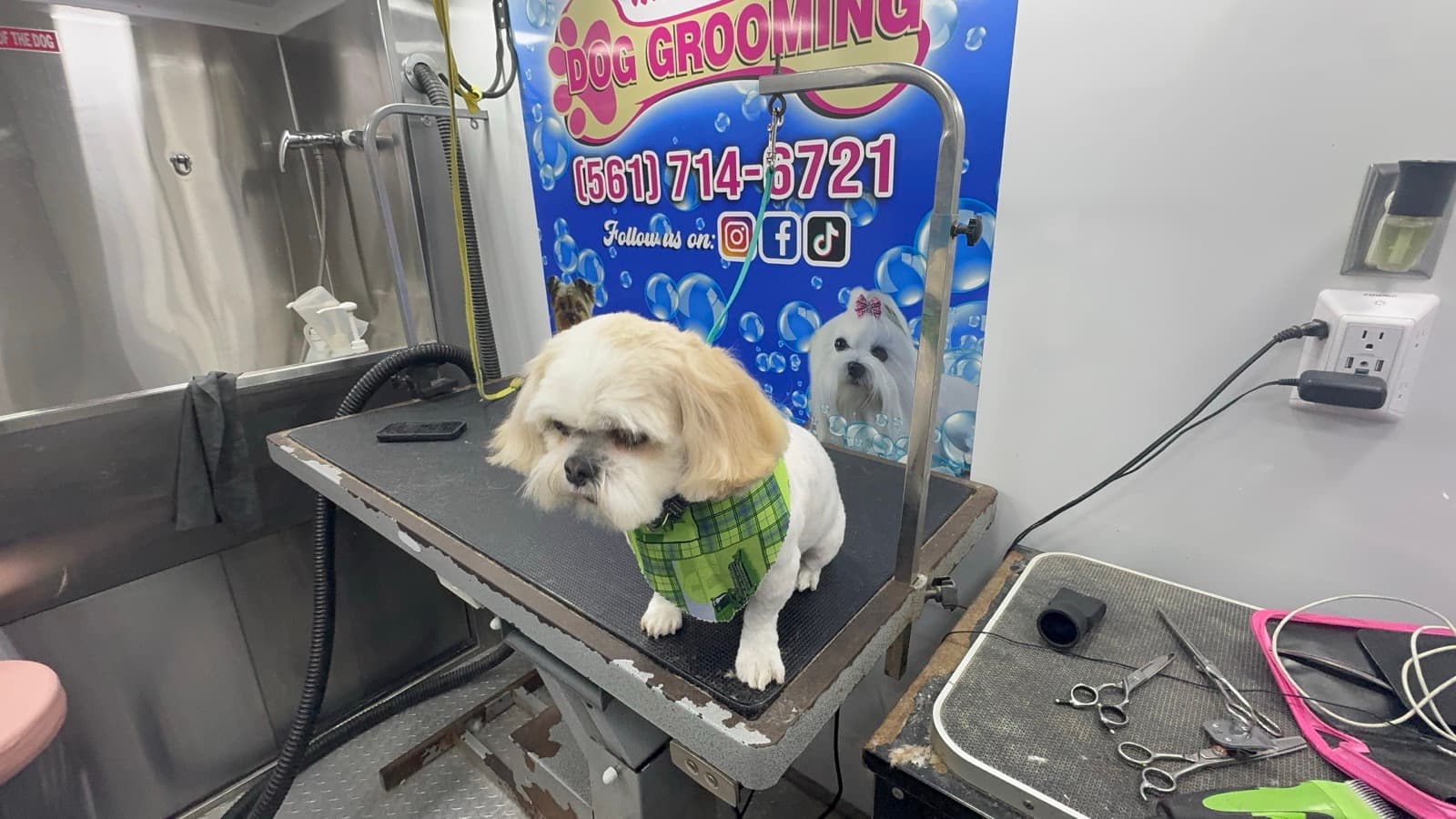 Cute groomed pup on the table